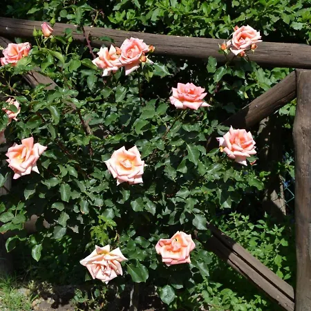 Monte With Pool And Forest Trails Дом отдыха Monte Santa Maria Tiberina